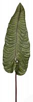 декор alocasia в Краснодаре