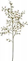 декор oncidium orchid в Краснодаре