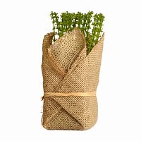 растение декоративное potted herb polini в Краснодаре