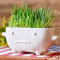 набор для выращивания eco буль в Краснодаре