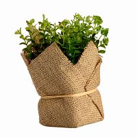 растение декоративное potted herb kolina в Краснодаре