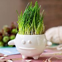 набор для выращивания eco кру в Краснодаре