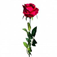 роза бордовая 71 см (24) в Краснодаре