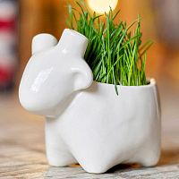 набор для выращивания eco овечка в Краснодаре
