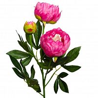 пион розовый 64 см (24) в Краснодаре